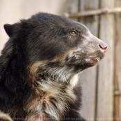 Photo d'Ours