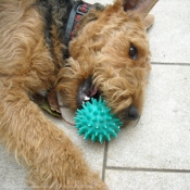 Photo d'Airedale terrier