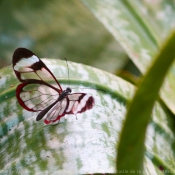 Photo de Papillon