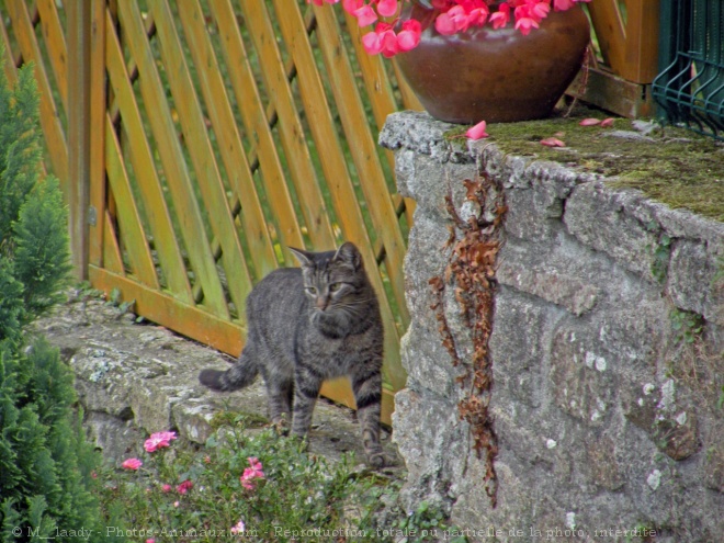 Photo de Chat domestique