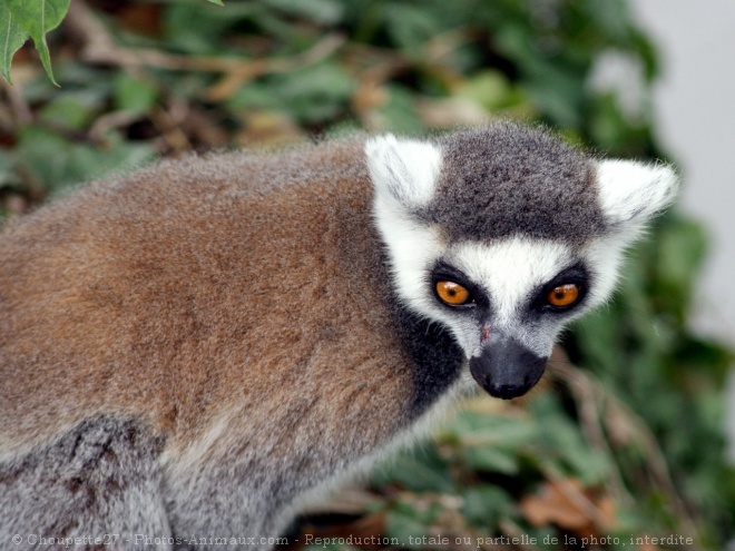 Photo de Lmurien - maki catta