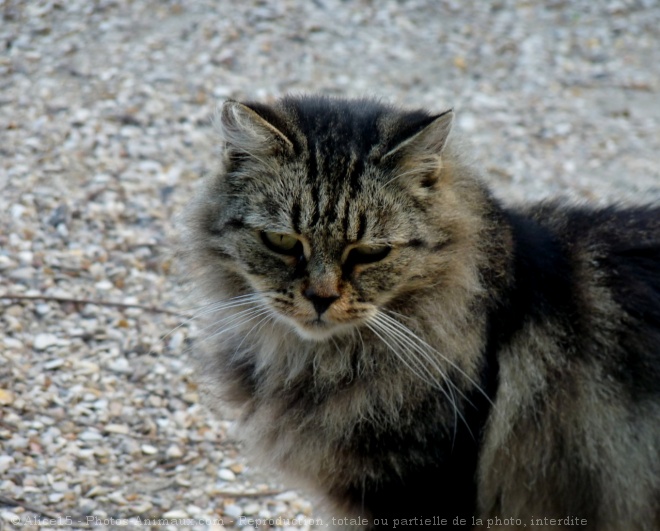 Photo de Chat domestique