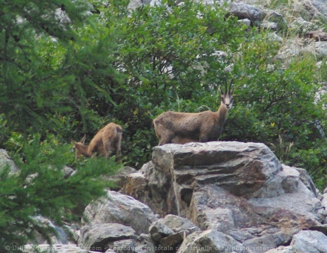 Photo de Chamois