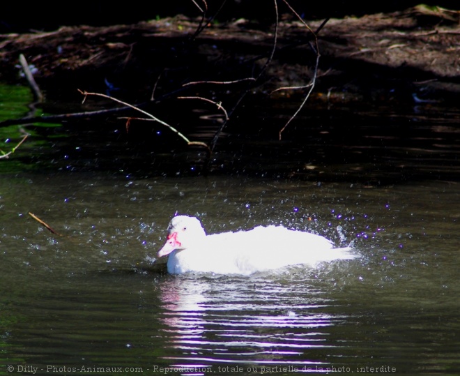 Photo de Canard