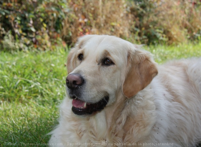 Photo de Golden retriever