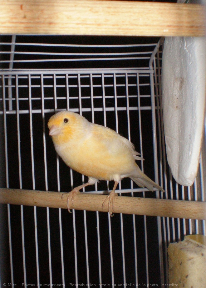 Photo de Canari