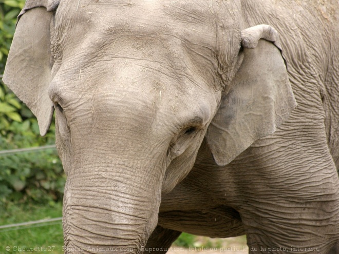 Photo d'Elphant d'afrique