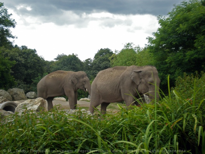 Photo d'Elphant d'afrique