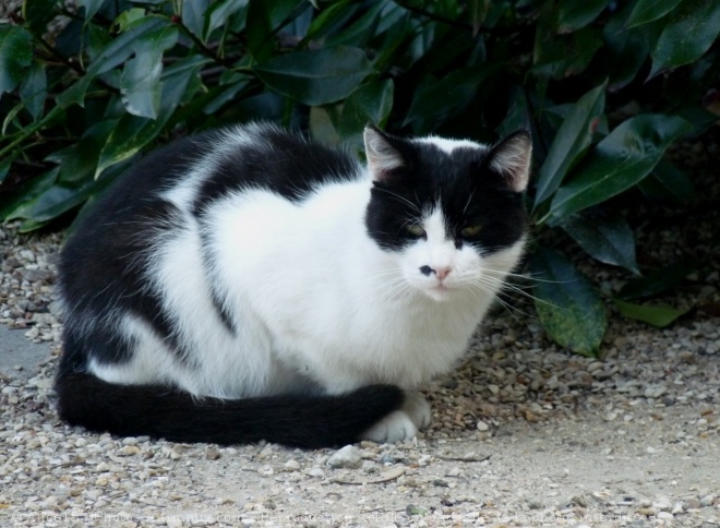 Photo de Chat domestique