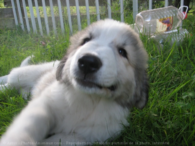 Photo de Chien de montagne des pyrnes