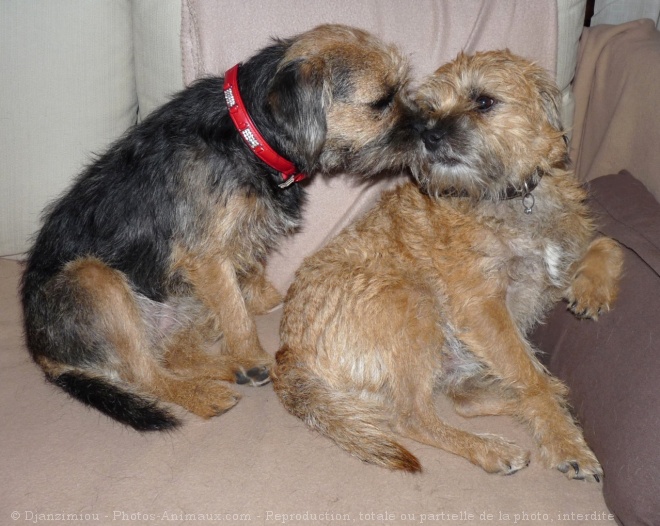 Photo de Border terrier