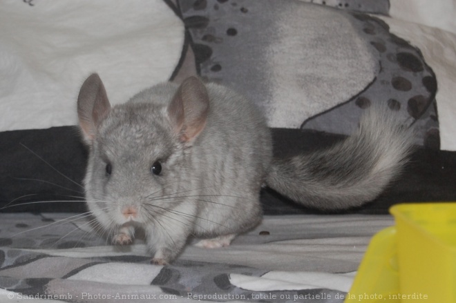 Photo de Chinchilla