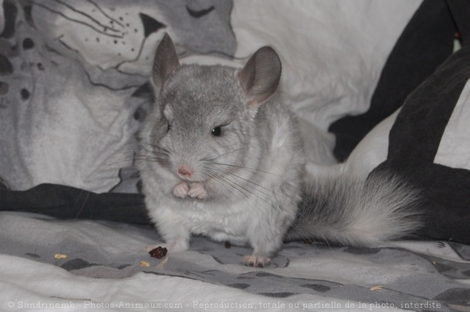 Photo de Chinchilla