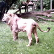 Photo de Lion