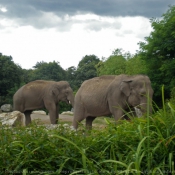 Photo d'Elphant d'afrique