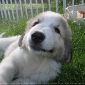 Photo de Chien de montagne des pyrnes