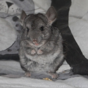 Photo de Chinchilla