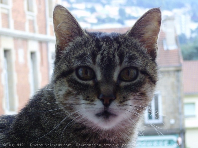 Photo de Chat domestique