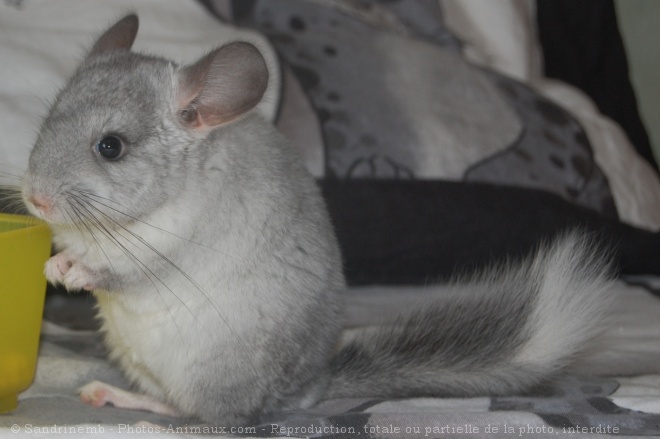 Photo de Chinchilla