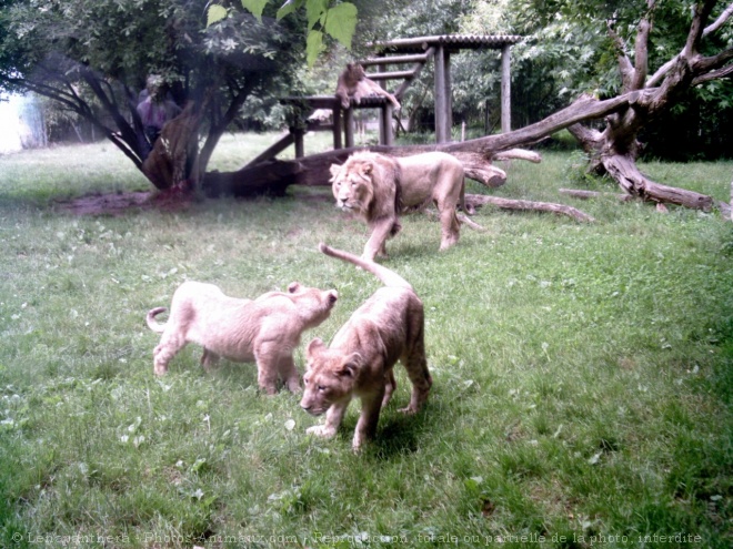 Photo de Lion