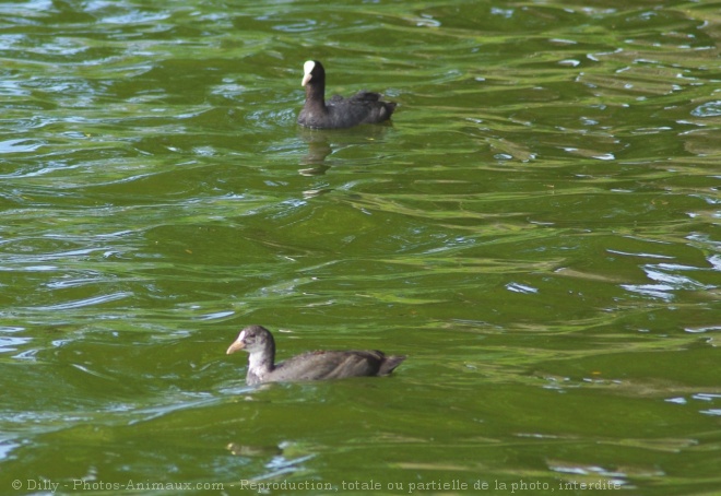 Photo de Foulque macroule