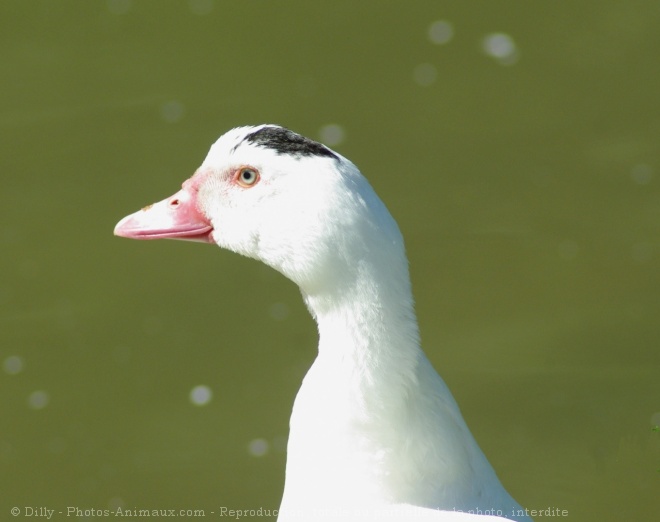 Photo de Canard