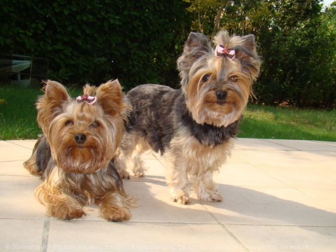 Photo de Yorkshire terrier