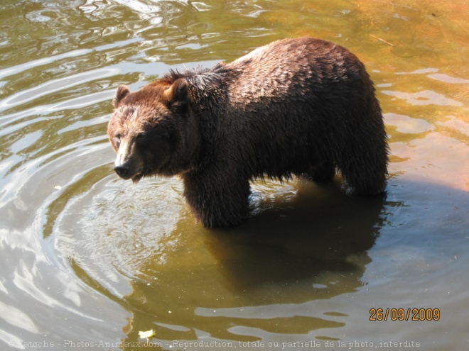 Photo d'Ours