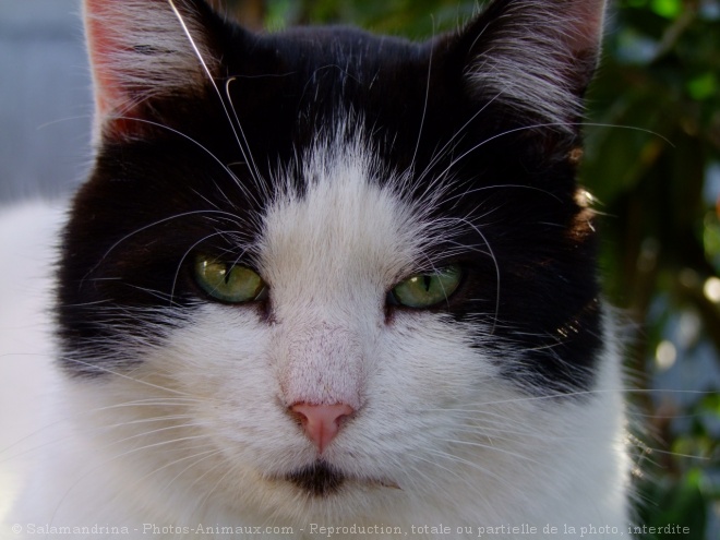 Photo de Chat domestique