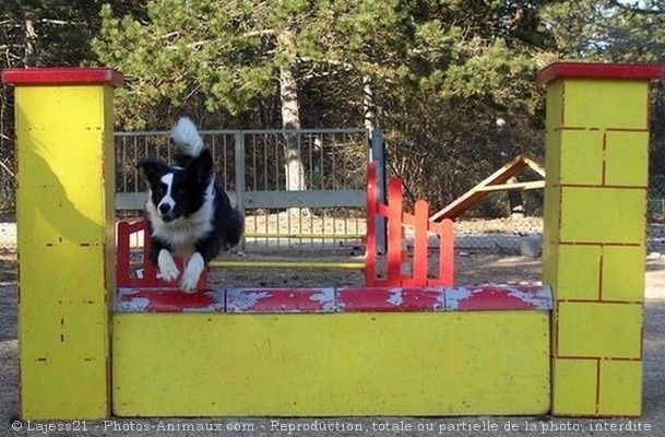 Photo de Border collie