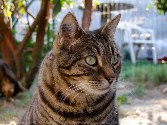 Photo de Chat domestique