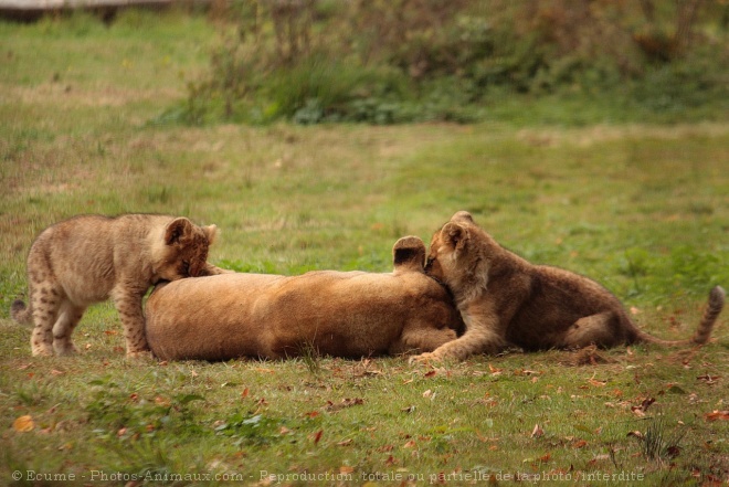 Photo de Lion