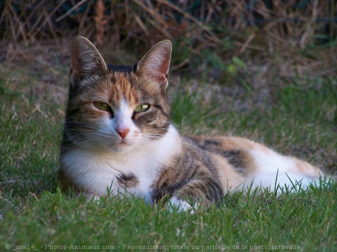 Photo de Chat domestique