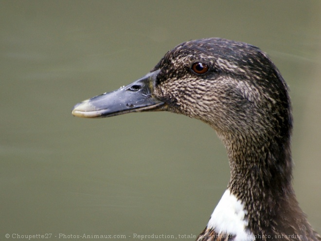 Photo de Canard colvert