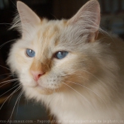 Photo de Sacr de birmanie