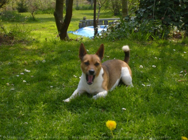 Photo de Jack russell terrier