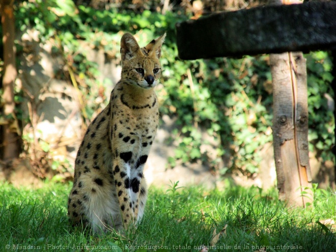 Photo de Serval