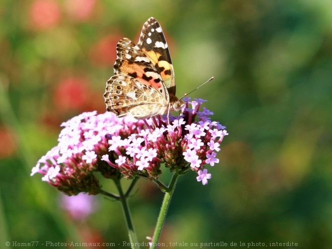 Photo de Papillon - belle-dame