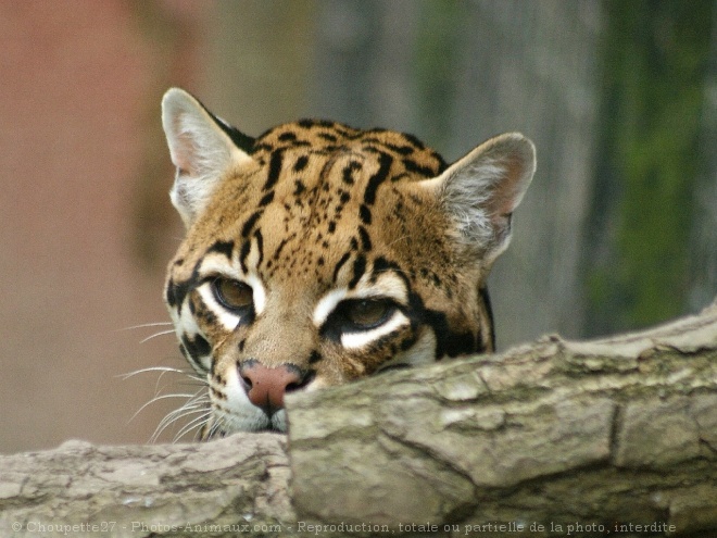 Photo d'Ocelot