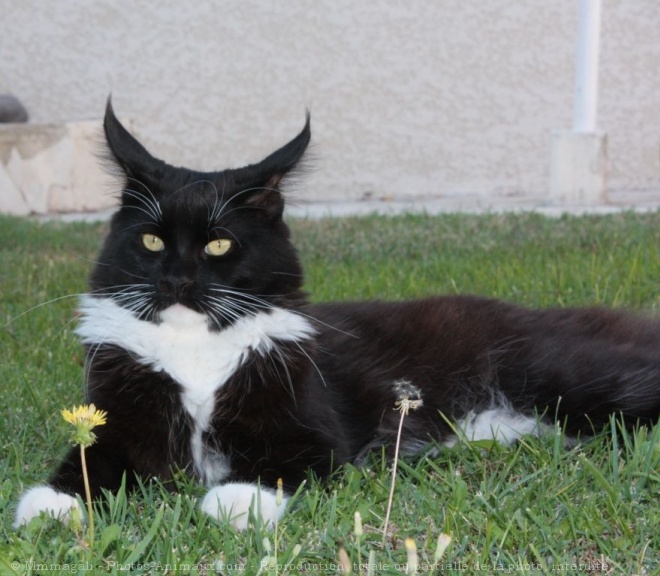 Photo de Maine coon