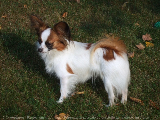 Photo d'Epagneul nain papillon