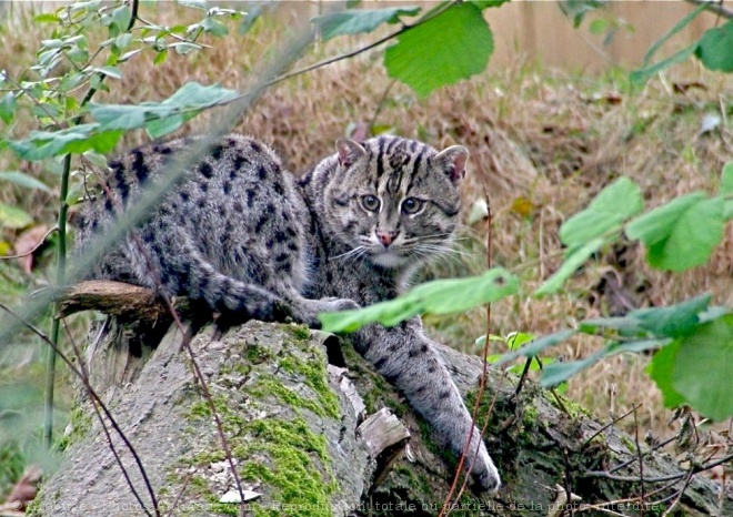 Photo de Chat viverrin  (pcheur)