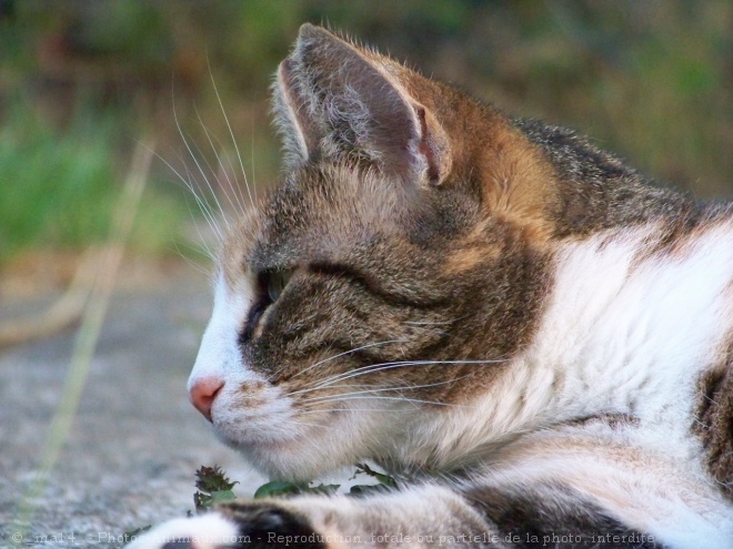 Photo de Chat domestique