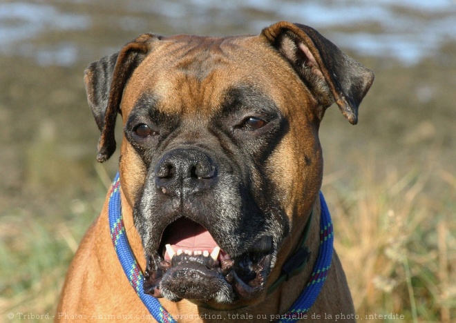 Photo de Boxer