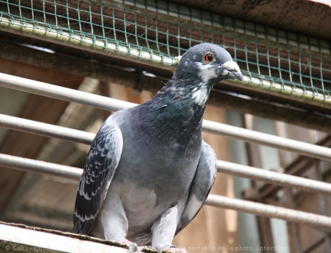 Photo de Pigeon