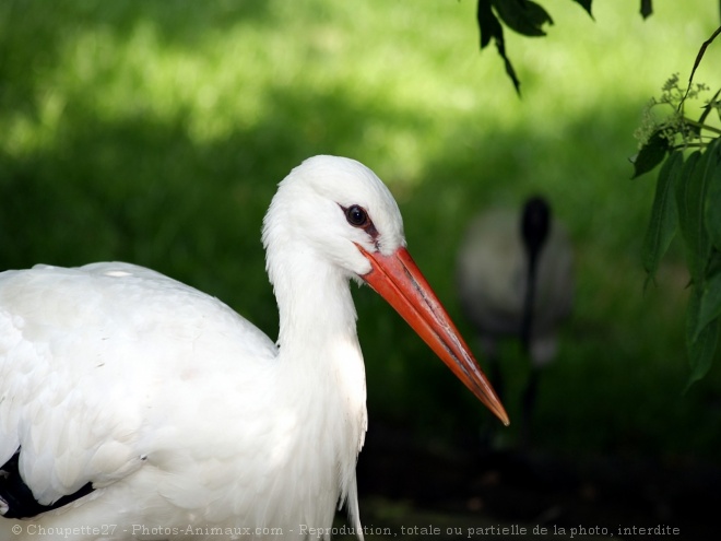 Photo de Cigogne