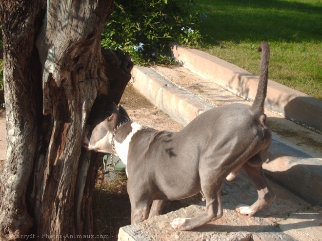 Photo d'American staffordshire terrier