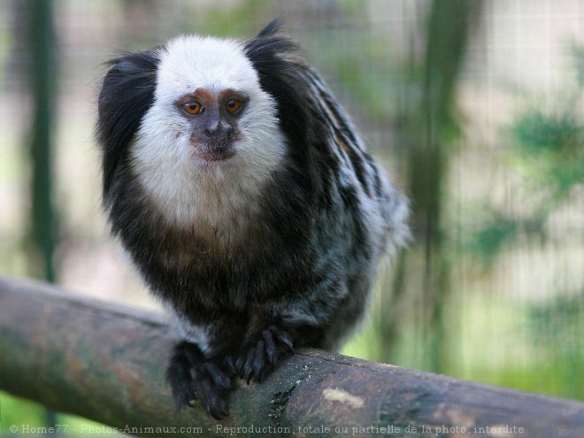 Photo de Singe - ouistiti de geoffroy