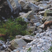 Photo de Chamois