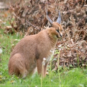 Photo de Caracal